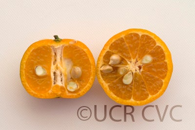 Tien Chieh mandarin crc2590003.jpg