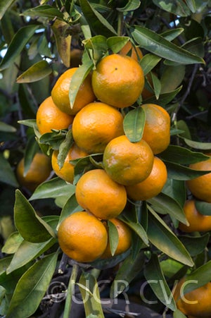 Tien Chieh mandarin crc2590004.jpg