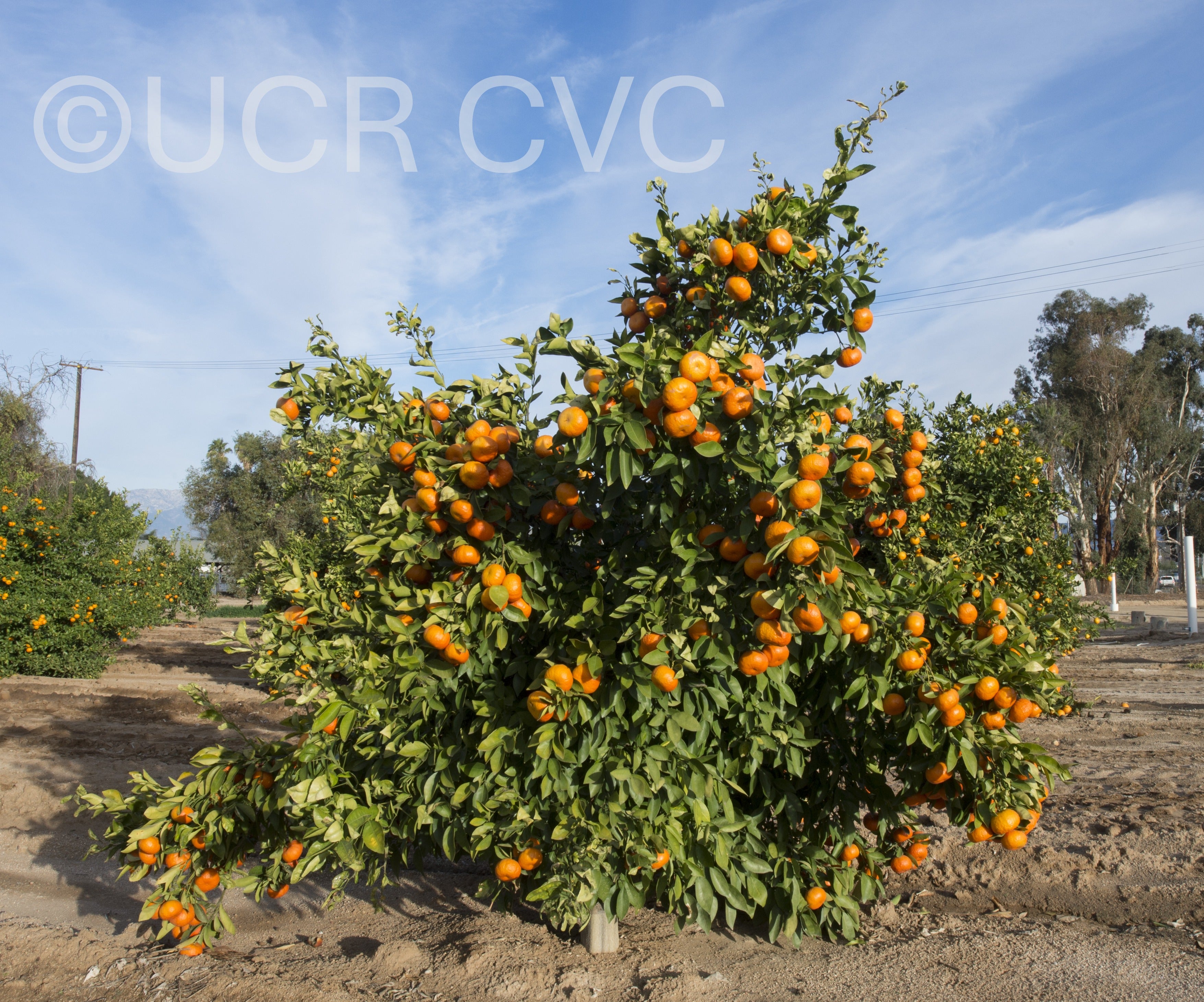tieu_nucellar_mandarin_rrut_87_002.jpg