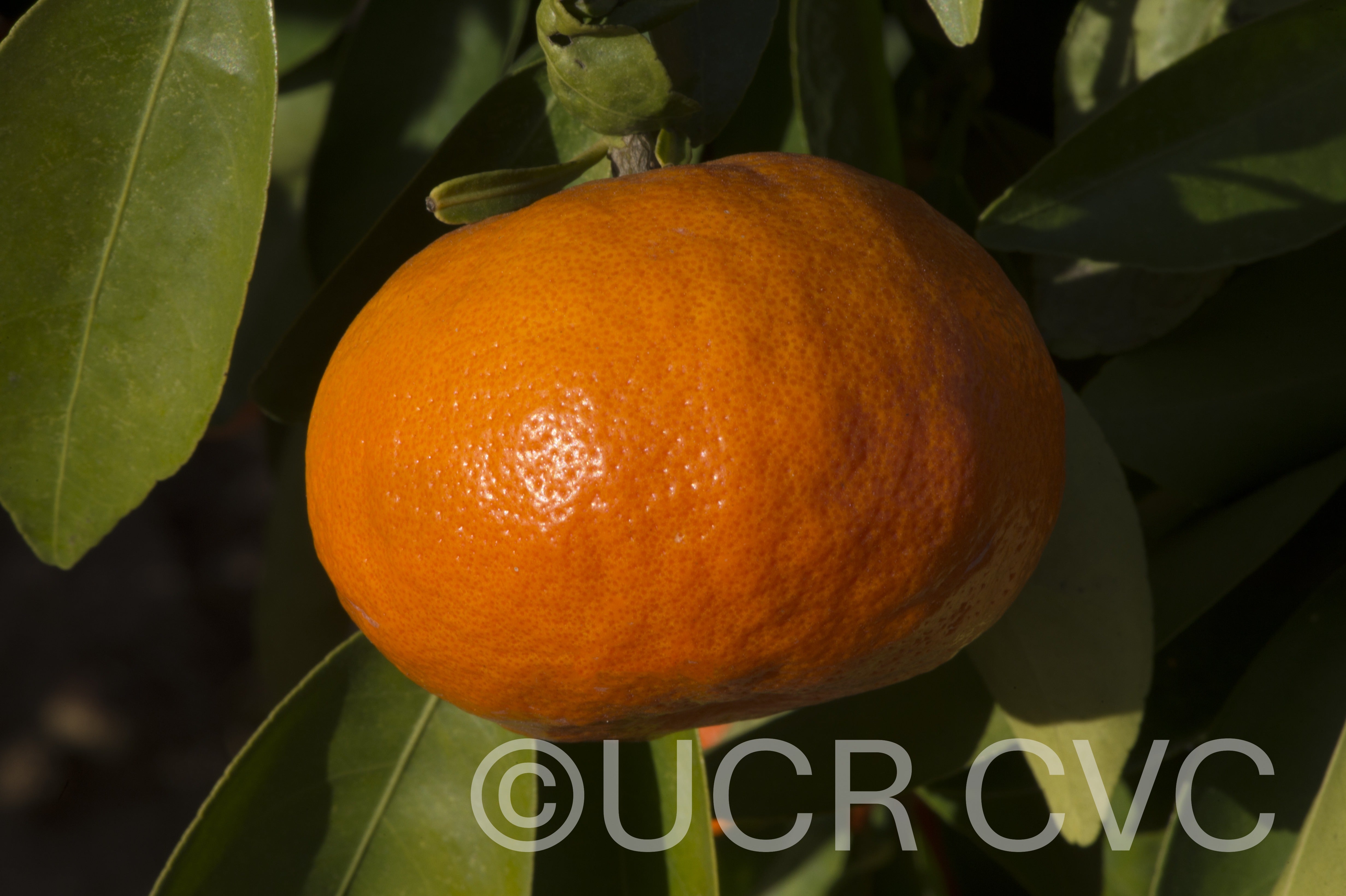 tieu_nucellar_mandarin_rrut_87_006.jpg