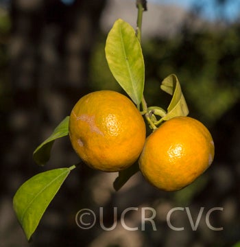 Tim Kat mandarin crc2692003.jpg