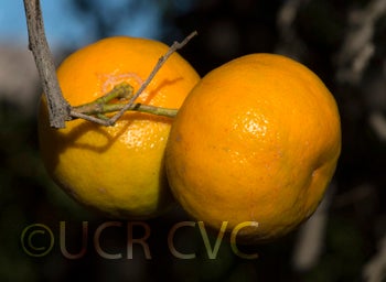 Tim Kat mandarin crc2692004.jpg