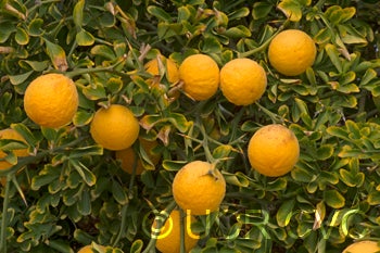 Towne F trifoliate crc3572005.jpg