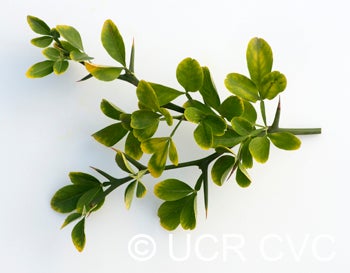 Towne F trifoliate crc3572007.jpg