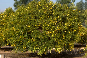 Towne F trifoliate crc3572008.jpg