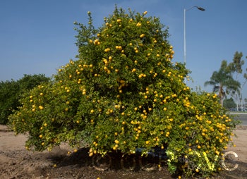 Towne "G" trifoliate crc3207002.jpg