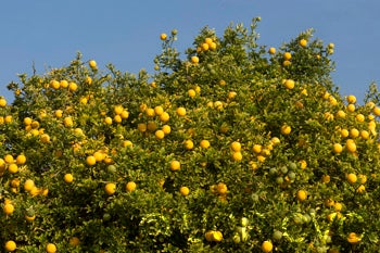 Towne "G" trifoliate crc3207006.jpg