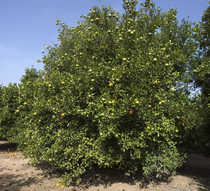 trifeola minneola x trifoliate hybrid crc3954001.jpg