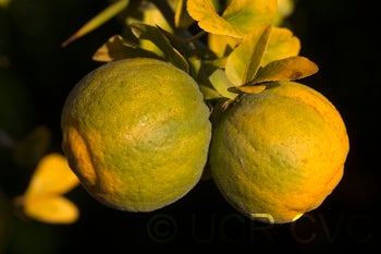 trifoliate22crc4172007_000