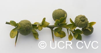 trifoliate22crc4172008