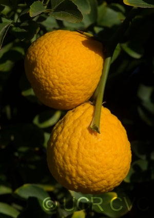 trifoliate26nanjingcrc3939007