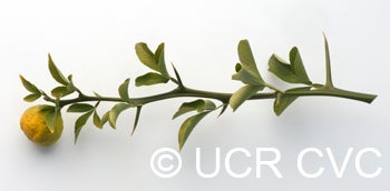 trifoliate26nanjingcrc3939008