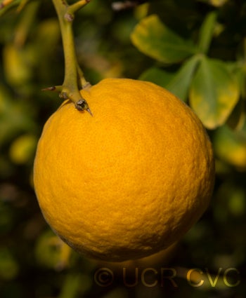 trifoliate27crc3938006