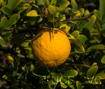 trifoliate27crc3938007