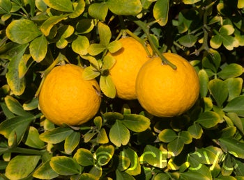 trifoliate27crc3938008