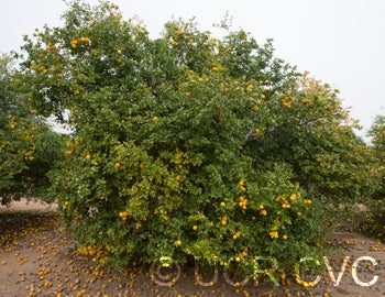 trifoliatecrc4009001