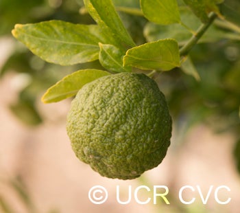 trifoliatexroughlemonhybridngr2616005