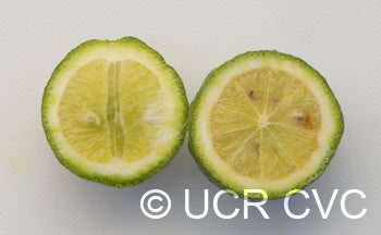 trifoliatexroughlemonhybridngr2616009