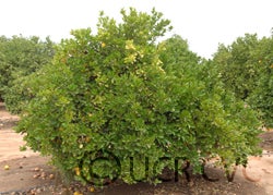 Triumph grapefruit cvc002.jpg