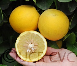 Triumph grapefruit cvc004.jpg