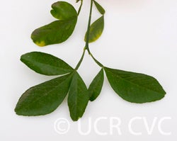 Troyer citrange 1459002.jpg