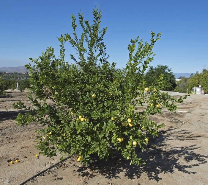 Tuningmeng Rangpur lime crc4139001.jpg