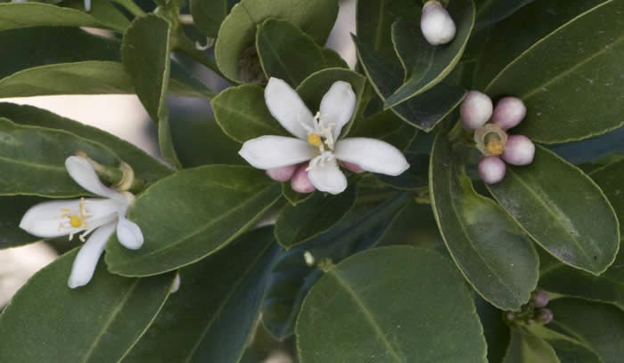 Tuningmeng Rangpur lime crc4139004.jpg