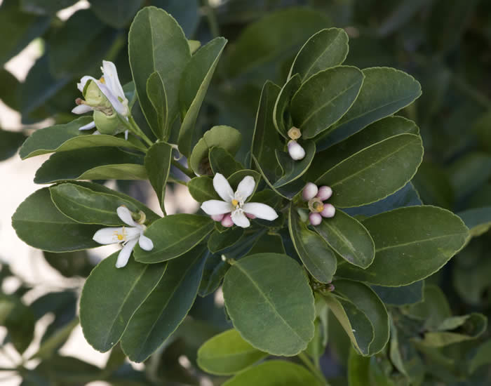 Tuningmeng Rangpur lime crc4139005.jpg