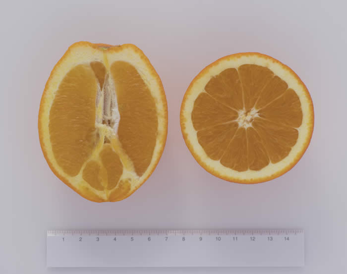 UCR Early Navel Orange crc4087001.jpg