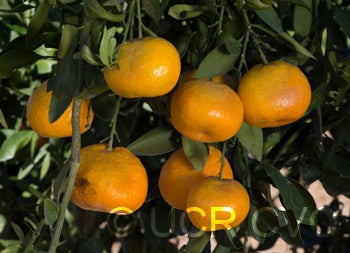 Ueno Satsuma Mandarin crc4223004.jpg