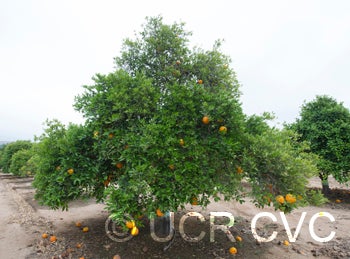 Ugli Tangelo crc2780002.jpg