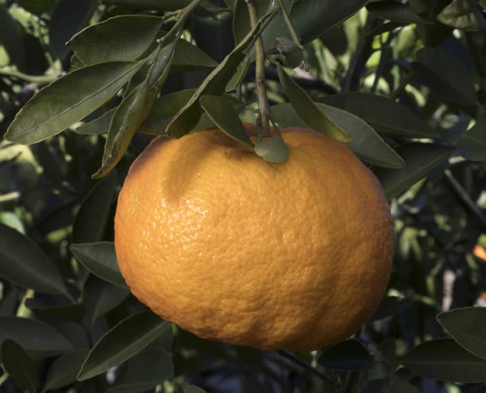 Ugli tangelo crc4171005.jpg