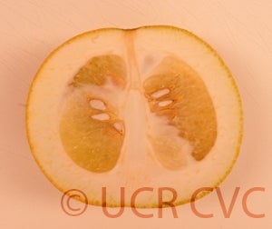 Kao Pan pummelo (CRC 2355) 11001