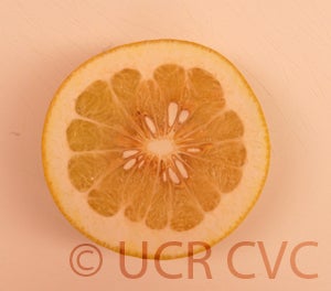 Kao Pan pummelo (CRC 2355) 11004