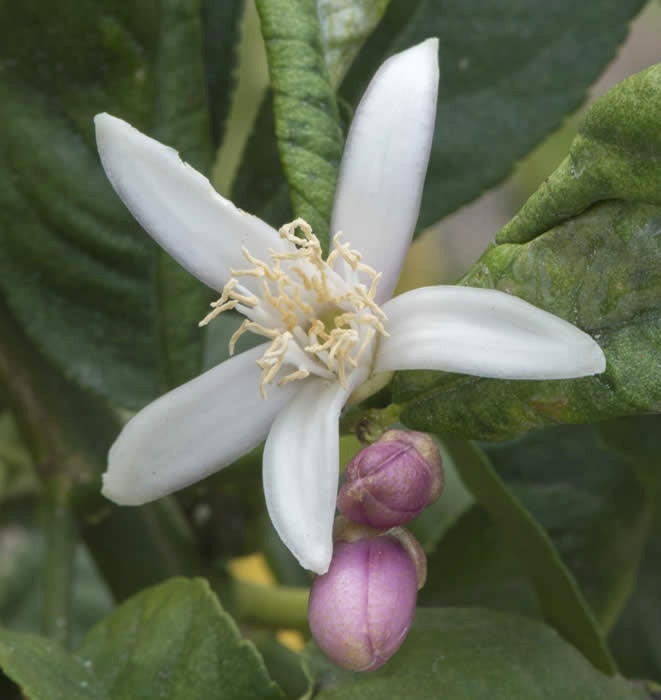 Unnamed Citronex Morocco crc3174004.jpg