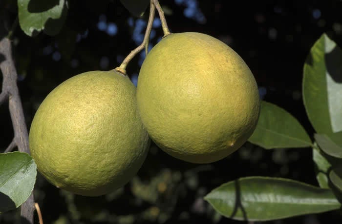 Unnamed lemon hybrid crc3154001.jpg