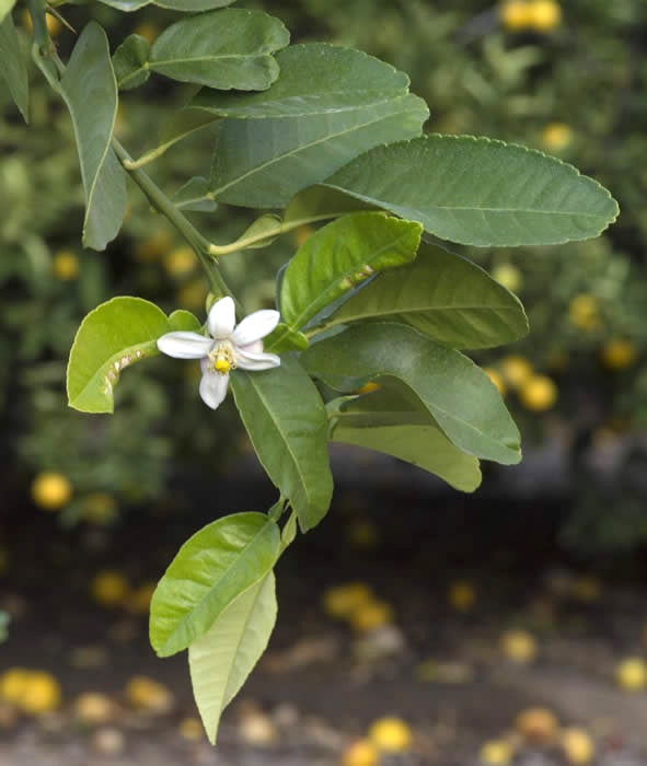 Unnamed lemon hybrid crc3748004.jpg