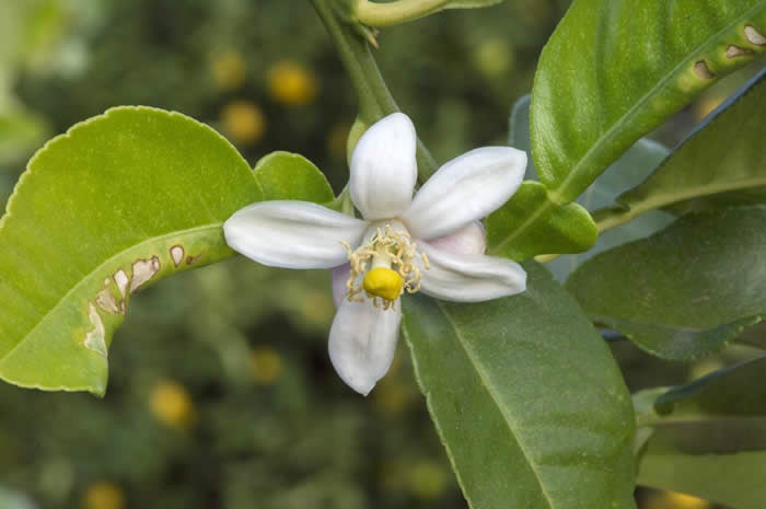 Unnamed lemon hybrid crc3748005.jpg