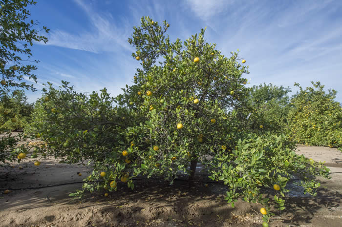 Unnamed lemon hybrid crc3748009.jpg