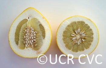 Unnamed pummelo crc2340003.jpg