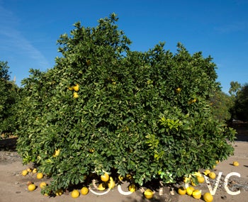 Unnamed pummelo (CRC 2453)crc2453001.jpg