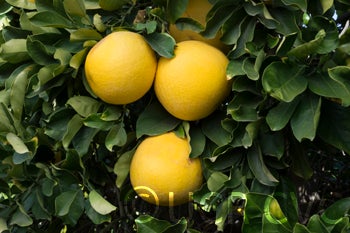 Unnamed pummelo (CRC 2453)crc2453002.jpg