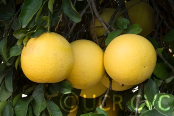 Unnamed pummelo (CRC 3282)  crc3282004.jpg