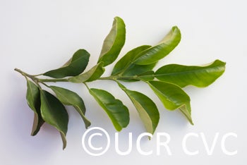 Unnamed pummelo (CRC 3282)  crc3282005.jpg