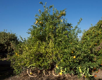 Unnamed rough lemon crc3060001.jpg