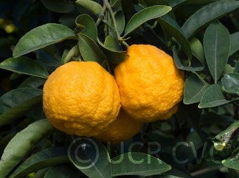 Unnamed rough lemon crc3060009.jpg