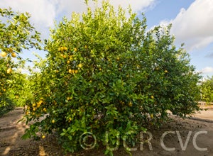 Unnamed lemon CRC 3920 soostlemoncrc3920002.jpg