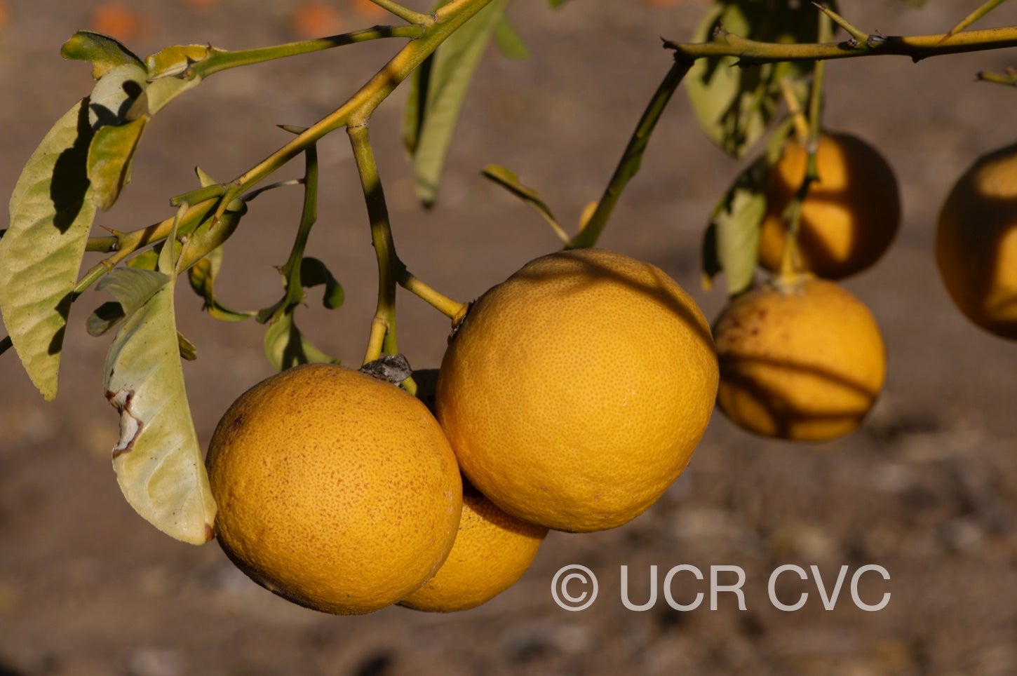 us-802_citrumelo_crc_4266_001.jpg