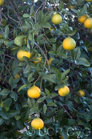 US 119 (Duncan grapefruit X trifoliate) X Succory sweet orange crc3998004.jpg