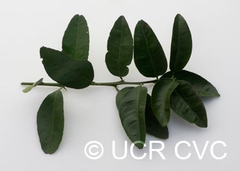 US 119 (Duncan grapefruit X trifoliate) X Succory sweet orange crc3998008.jpg